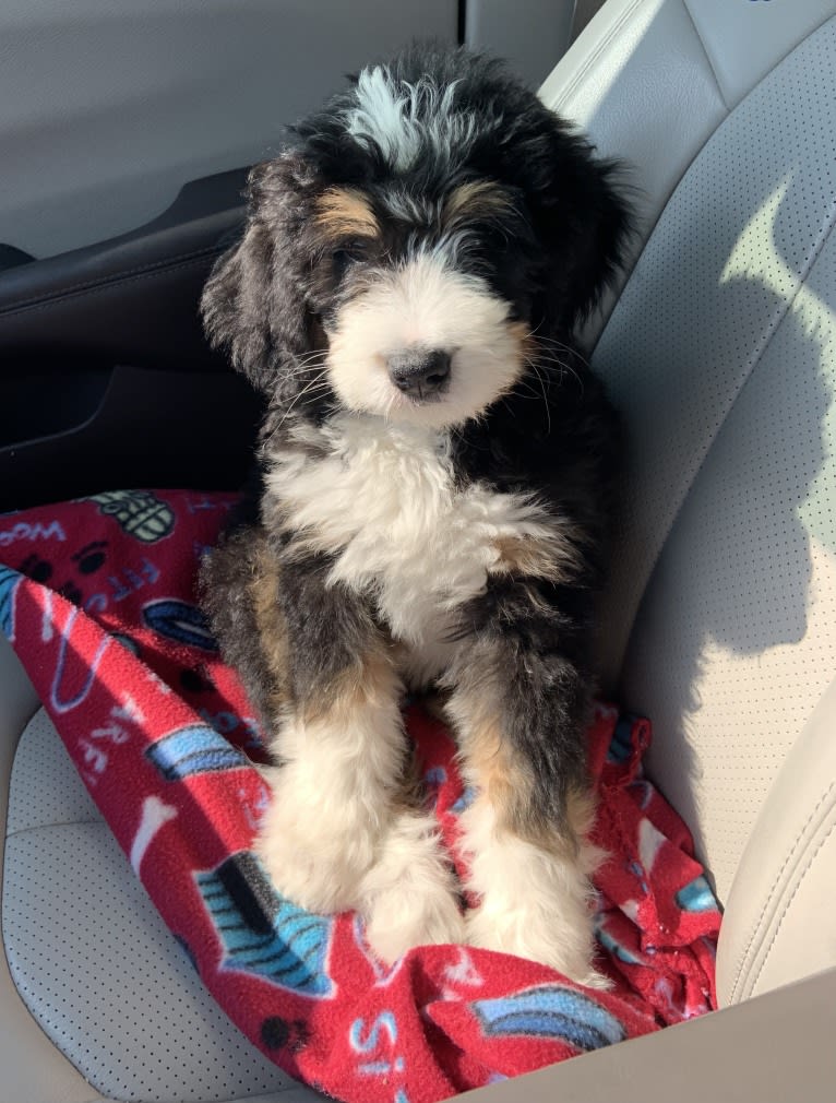 Jewels, a Bernedoodle tested with EmbarkVet.com