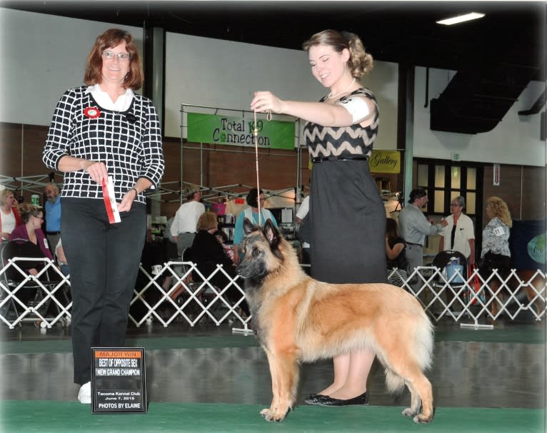 Tuarie, a Belgian Shepherd tested with EmbarkVet.com