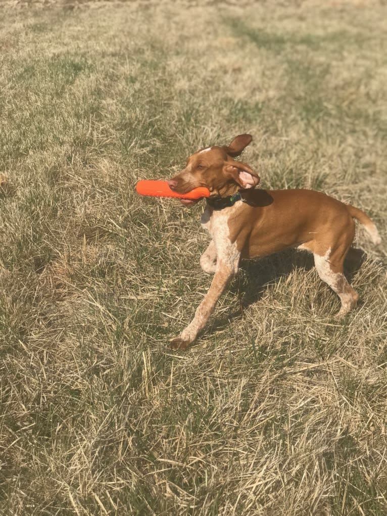 Archie, a Bracco Italiano tested with EmbarkVet.com