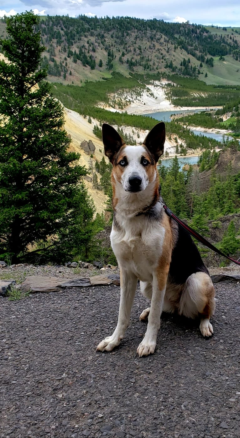 Sadie, a German Shepherd Dog tested with EmbarkVet.com