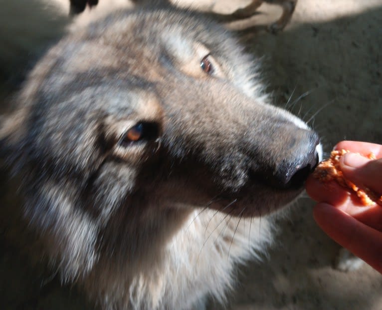 Wolf, a Siberian Husky tested with EmbarkVet.com