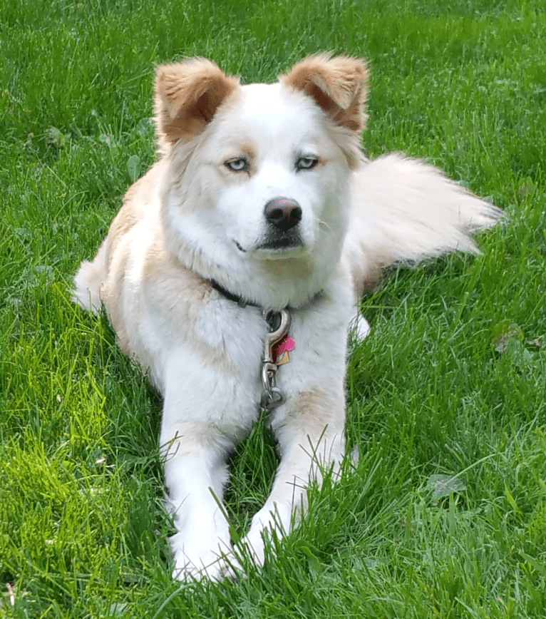 Vincent, a Siberian Husky and Boxer mix tested with EmbarkVet.com