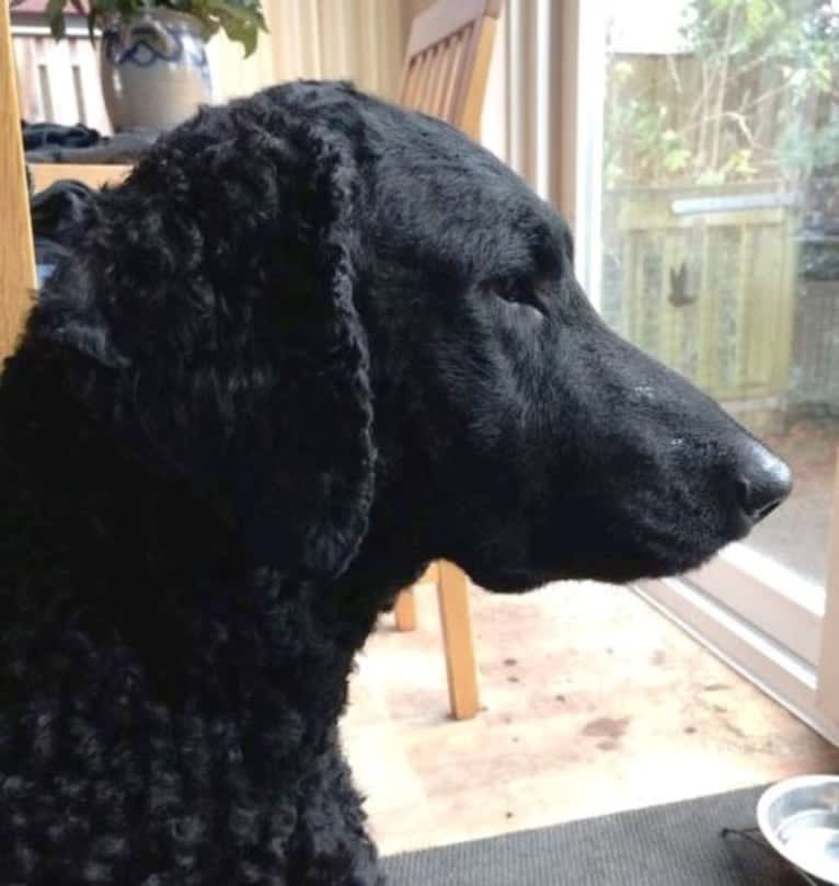 MAAN, a Curly-Coated Retriever tested with EmbarkVet.com