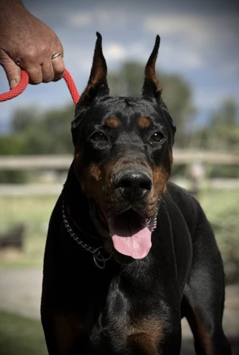 Baron, a Doberman Pinscher tested with EmbarkVet.com
