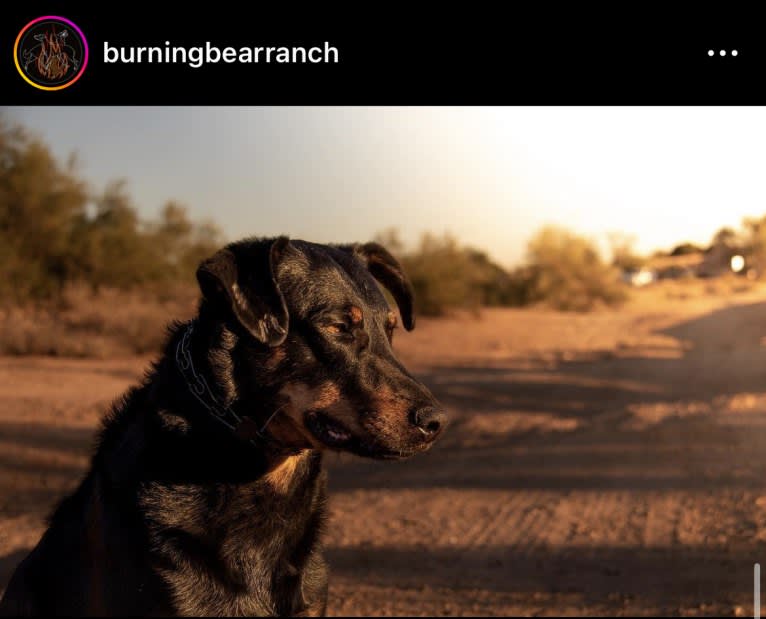 Akuma, a Beauceron tested with EmbarkVet.com