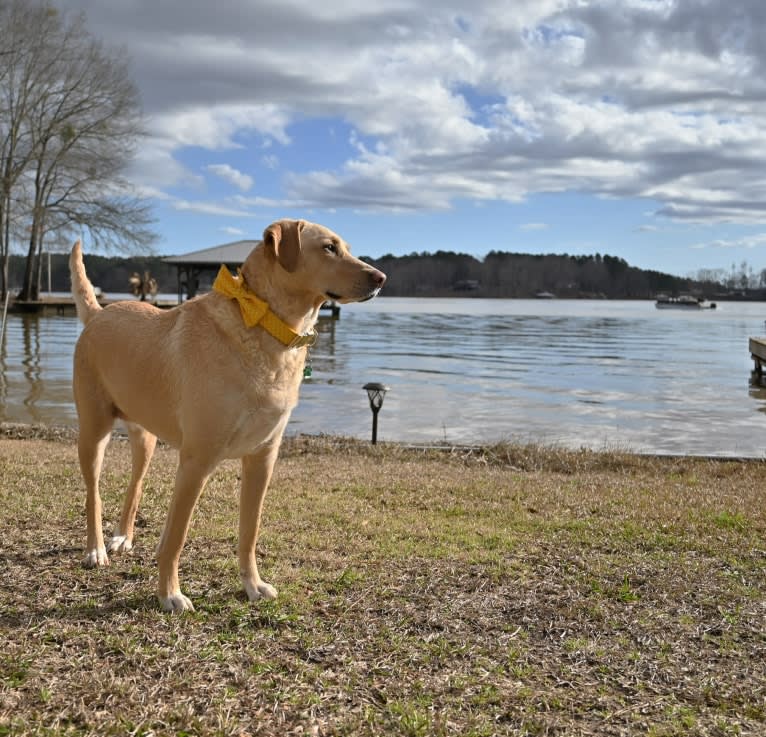 Willow, a Labrador Retriever and Treeing Walker Coonhound mix tested with EmbarkVet.com