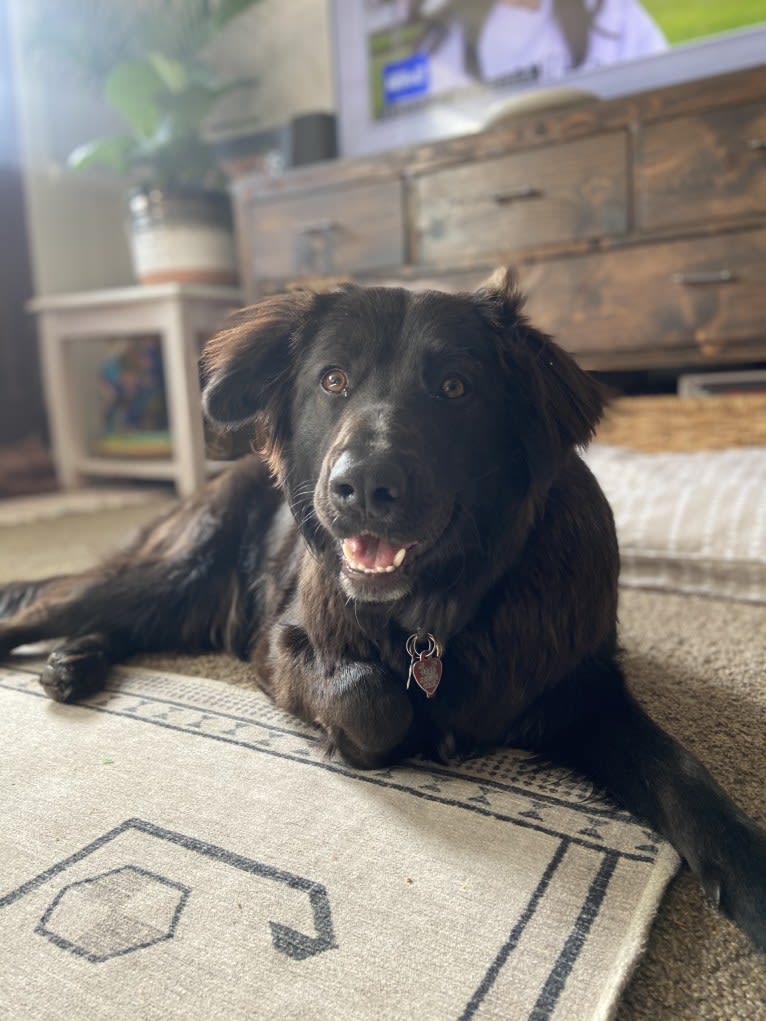 Ruth, an Australian Cattle Dog and Great Pyrenees mix tested with EmbarkVet.com