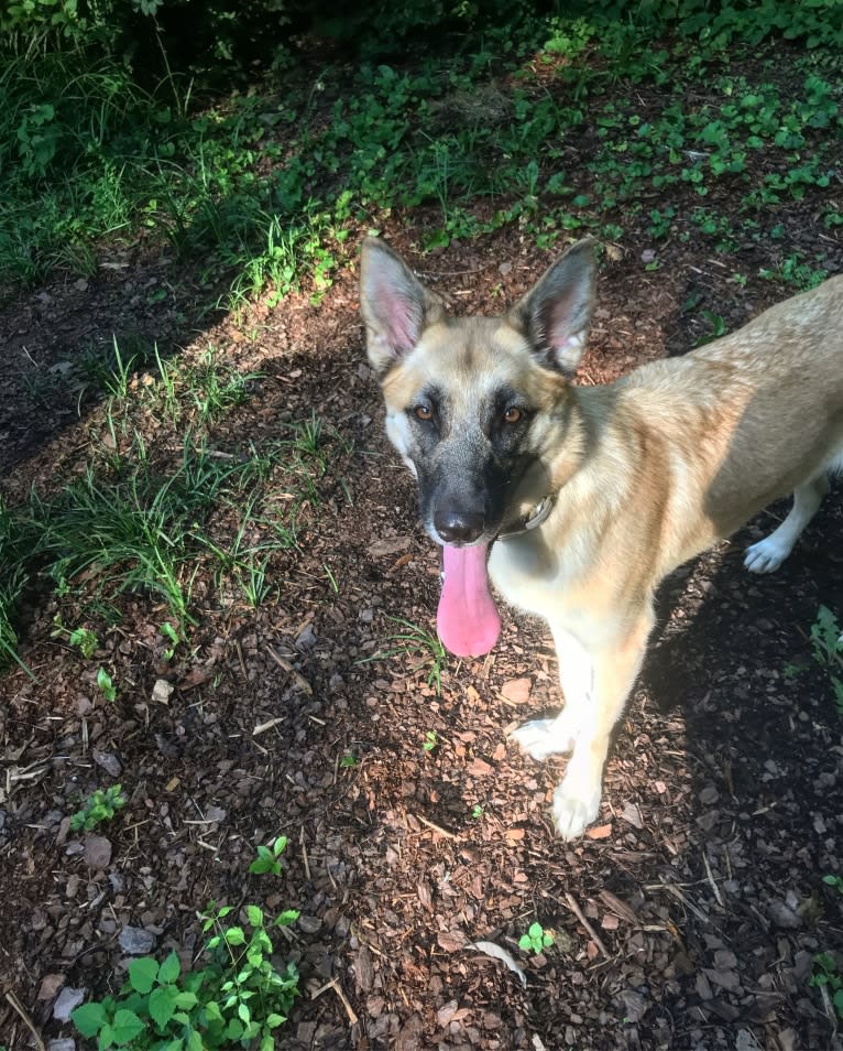 Echo, a German Shepherd Dog and Alaskan Malamute mix tested with EmbarkVet.com