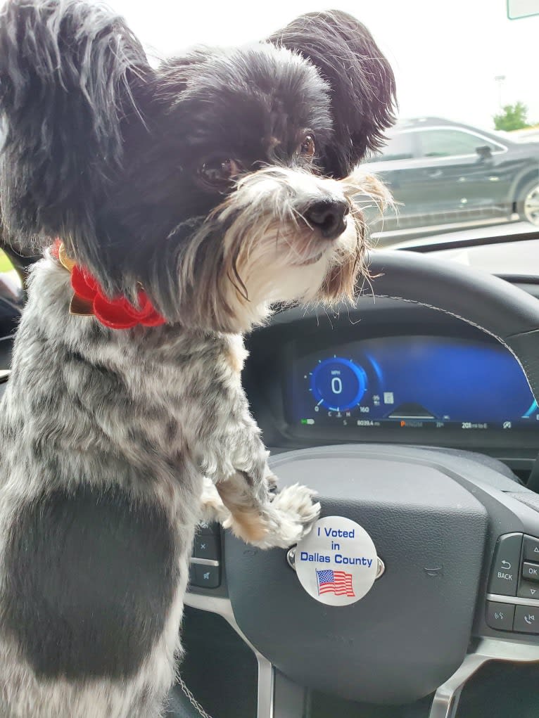 Maizie Mae Harp, a Biewer Terrier and Maltese mix tested with EmbarkVet.com