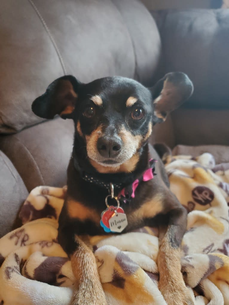 Minnie, a Miniature Pinscher tested with EmbarkVet.com