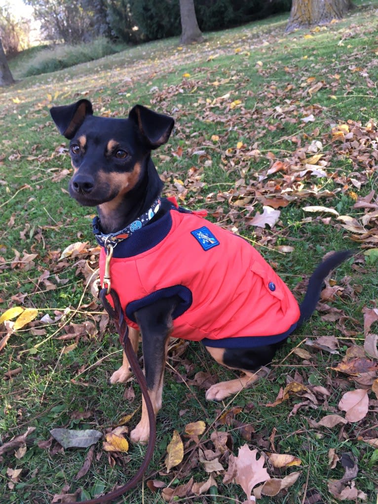 Marta, a Miniature Pinscher and American Pit Bull Terrier mix tested with EmbarkVet.com