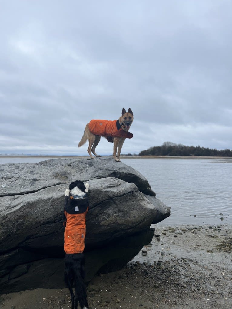 Everhett, a German Shepherd Dog and Australian Cattle Dog mix tested with EmbarkVet.com