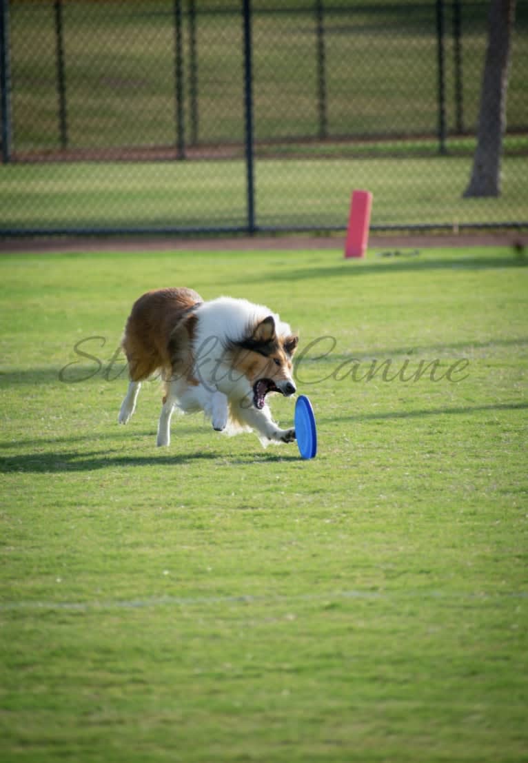 Greer, a Collie tested with EmbarkVet.com