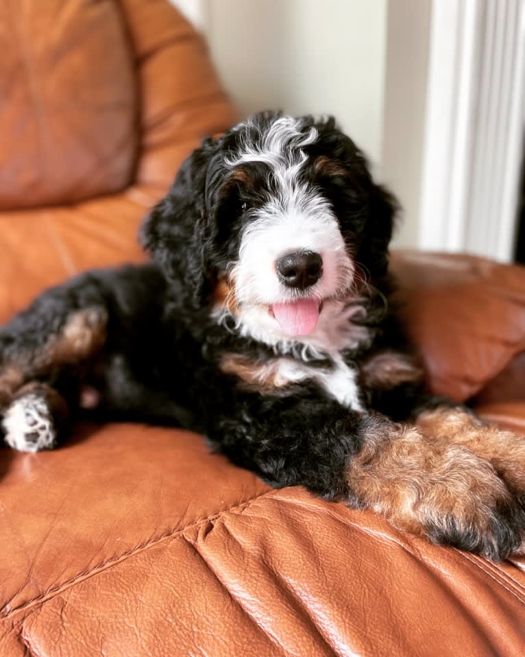 Storm, a Bernedoodle tested with EmbarkVet.com