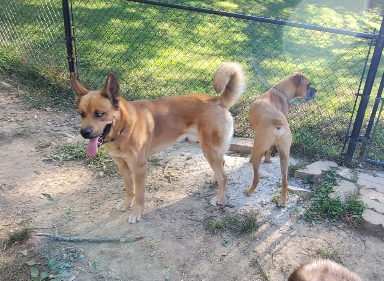 Canyon, a Siberian Husky and Saint Bernard mix tested with EmbarkVet.com