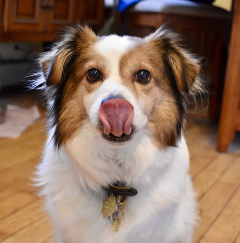 Cooper, an Australian Cattle Dog and Shih Tzu mix tested with EmbarkVet.com