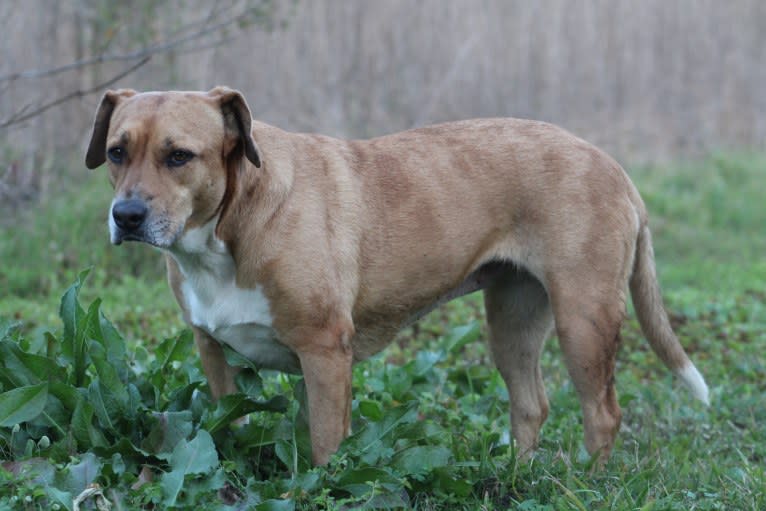 Roxie, an American Pit Bull Terrier and Australian Shepherd mix tested with EmbarkVet.com