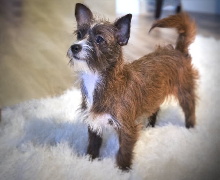 Mabel, a Chihuahua and Poodle (Small) mix tested with EmbarkVet.com