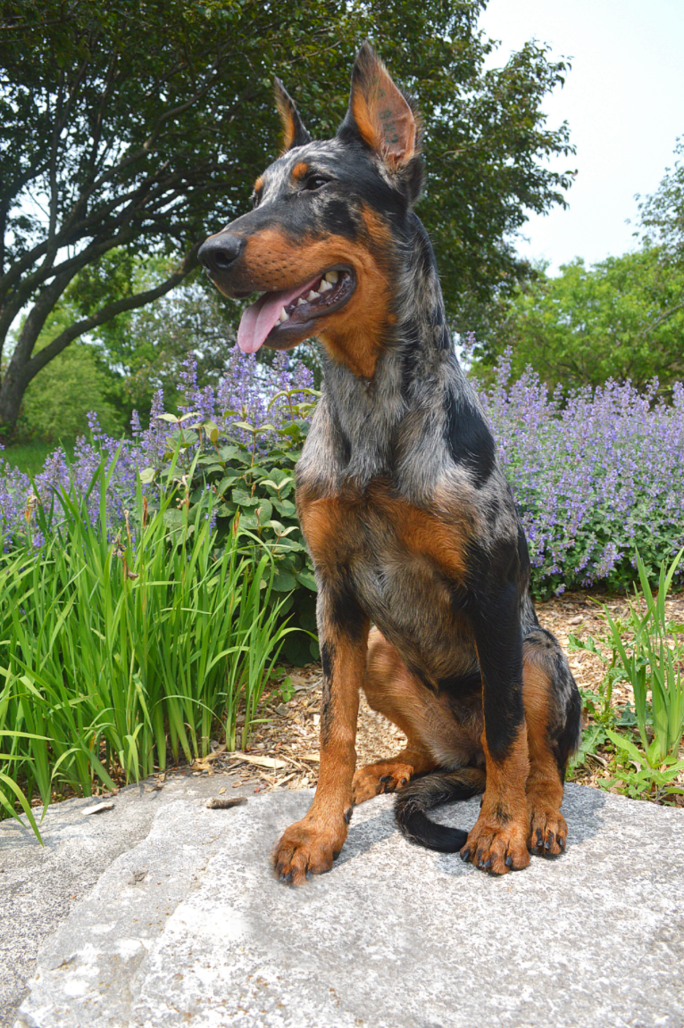 Orabelle, a Beauceron tested with EmbarkVet.com