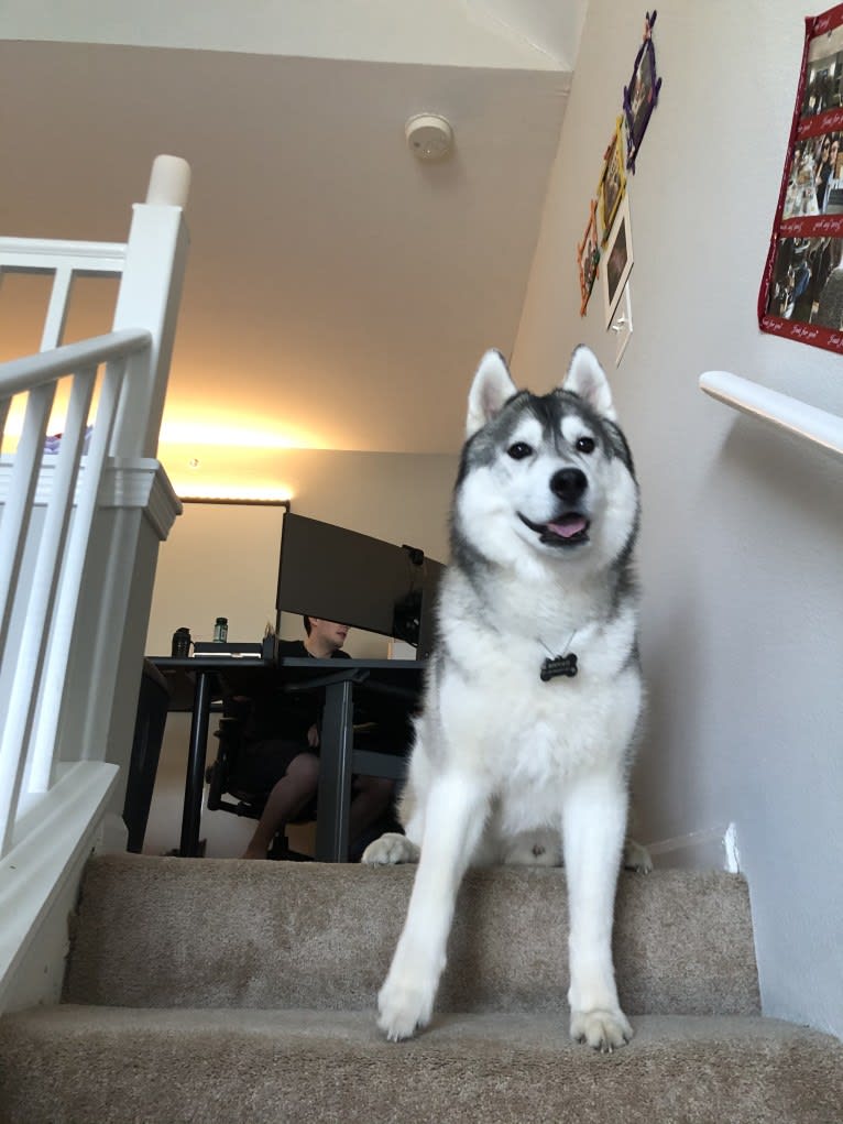 Timber, a Siberian Husky tested with EmbarkVet.com