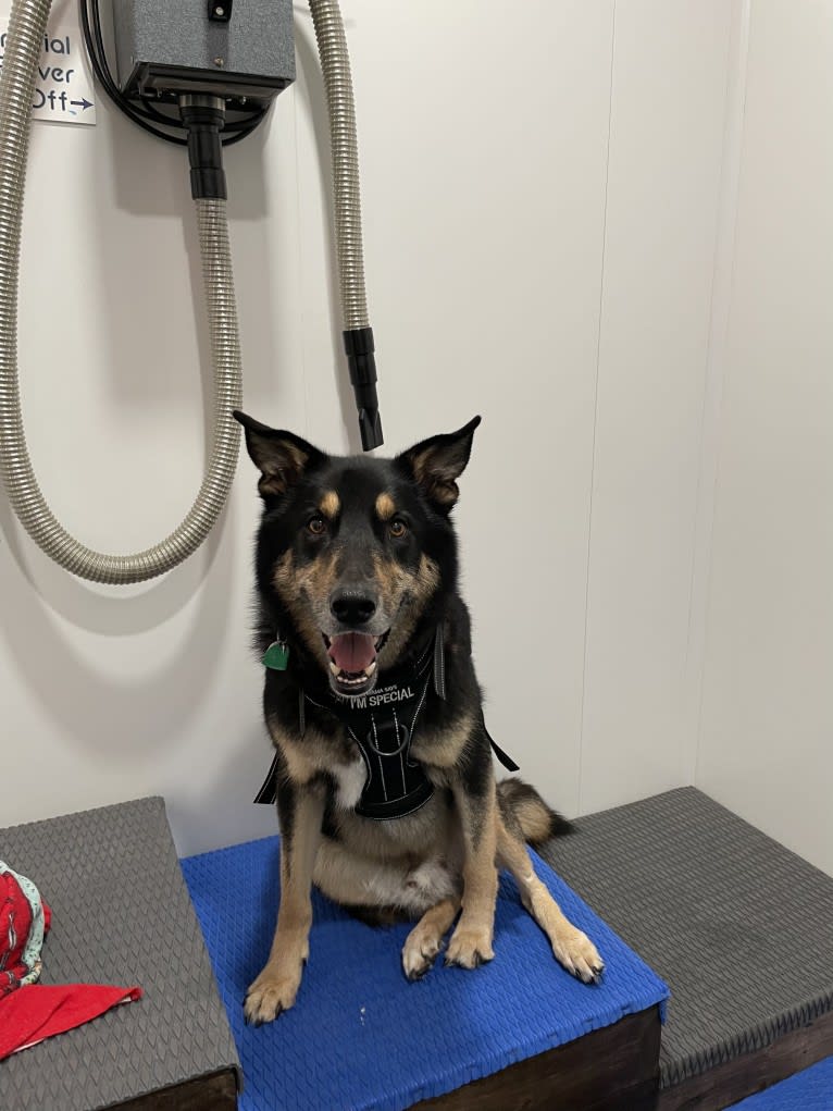 Diesel, a Siberian Husky and Australian Shepherd mix tested with EmbarkVet.com