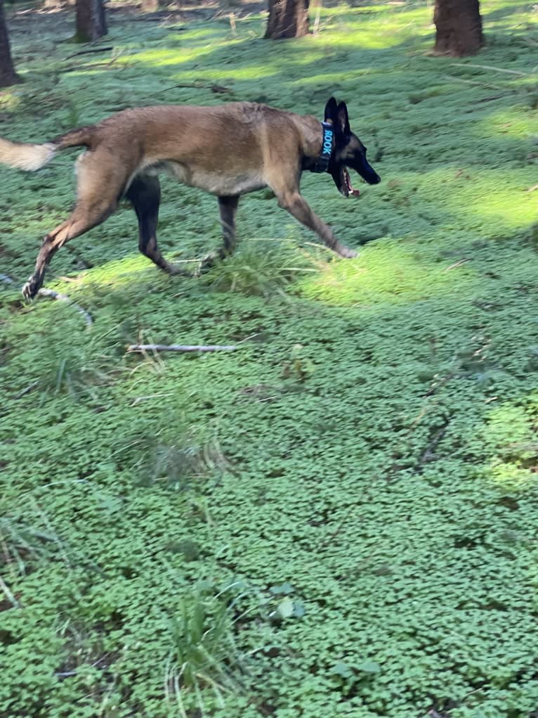 Rook, a Belgian Shepherd tested with EmbarkVet.com