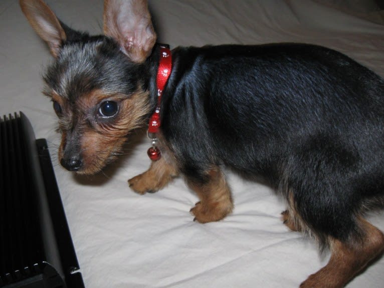 Bently, a Yorkshire Terrier tested with EmbarkVet.com