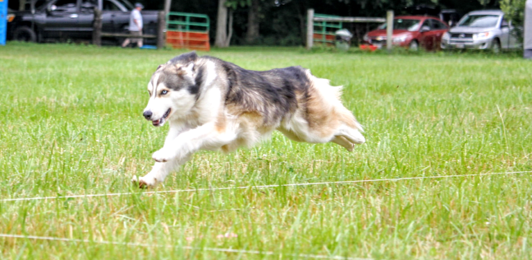 Wild Side of the Moon (Aleuna) a dog tested with EmbarkVet.com