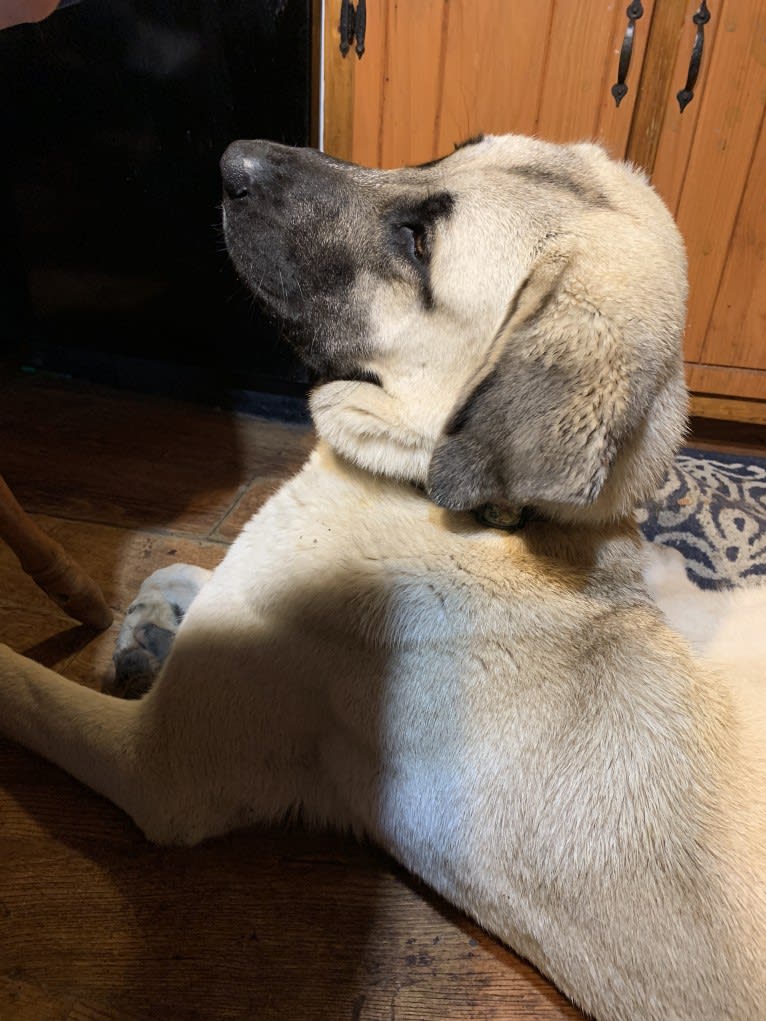 Wolf House Maysa, an Anatolian Shepherd Dog tested with EmbarkVet.com