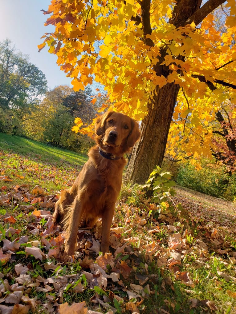 Eclipse, a Golden Retriever tested with EmbarkVet.com