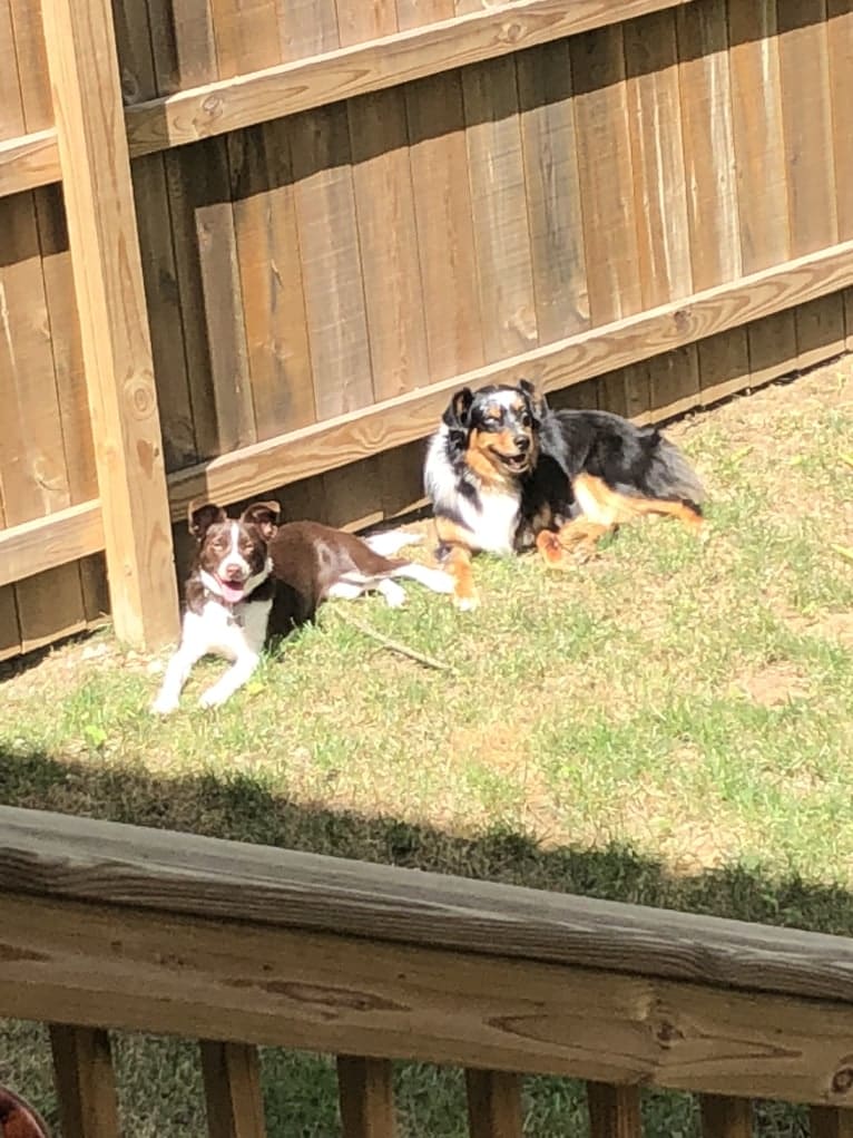 Didi, a Border Collie and Australian Cattle Dog mix tested with EmbarkVet.com