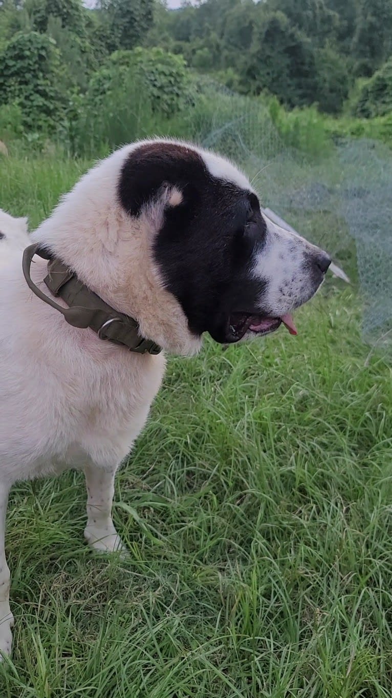 Zhang, a Central Asian Shepherd Dog tested with EmbarkVet.com
