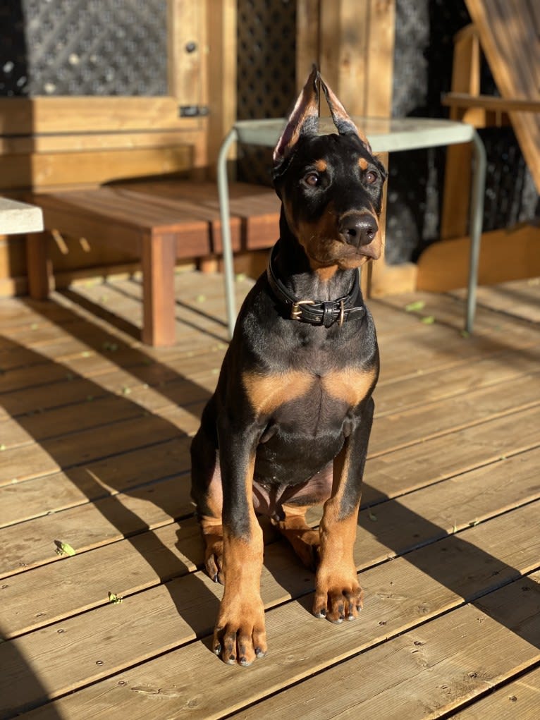 Milou, a Doberman Pinscher tested with EmbarkVet.com