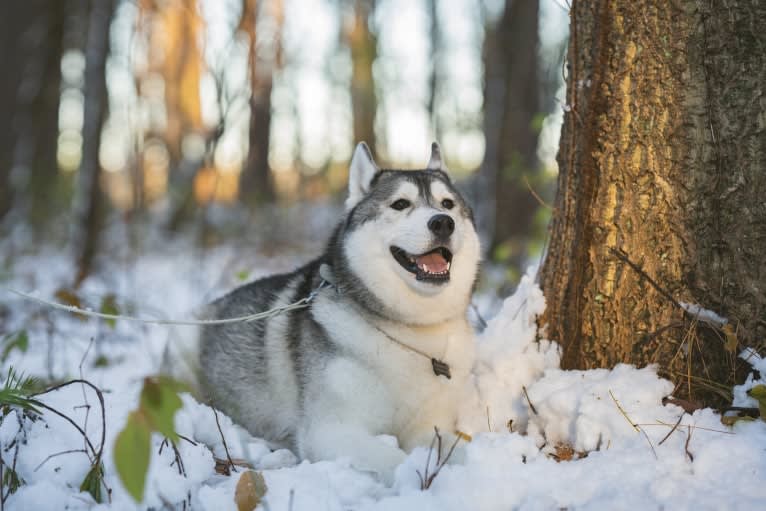 Timber, a Siberian Husky tested with EmbarkVet.com