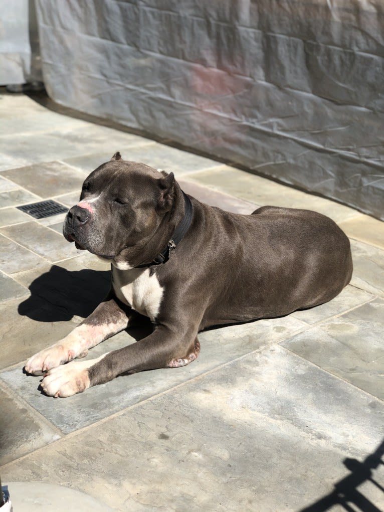 Otis, an American Pit Bull Terrier and Neapolitan Mastiff mix tested with EmbarkVet.com