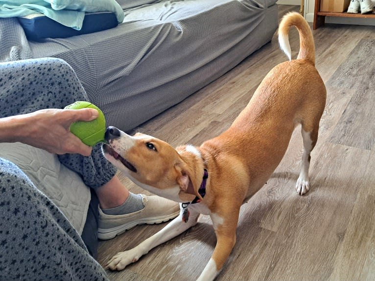 Stella, a Rat Terrier and Mountain Cur mix tested with EmbarkVet.com