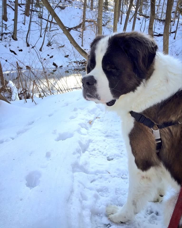 Sully, a Saint Bernard tested with EmbarkVet.com