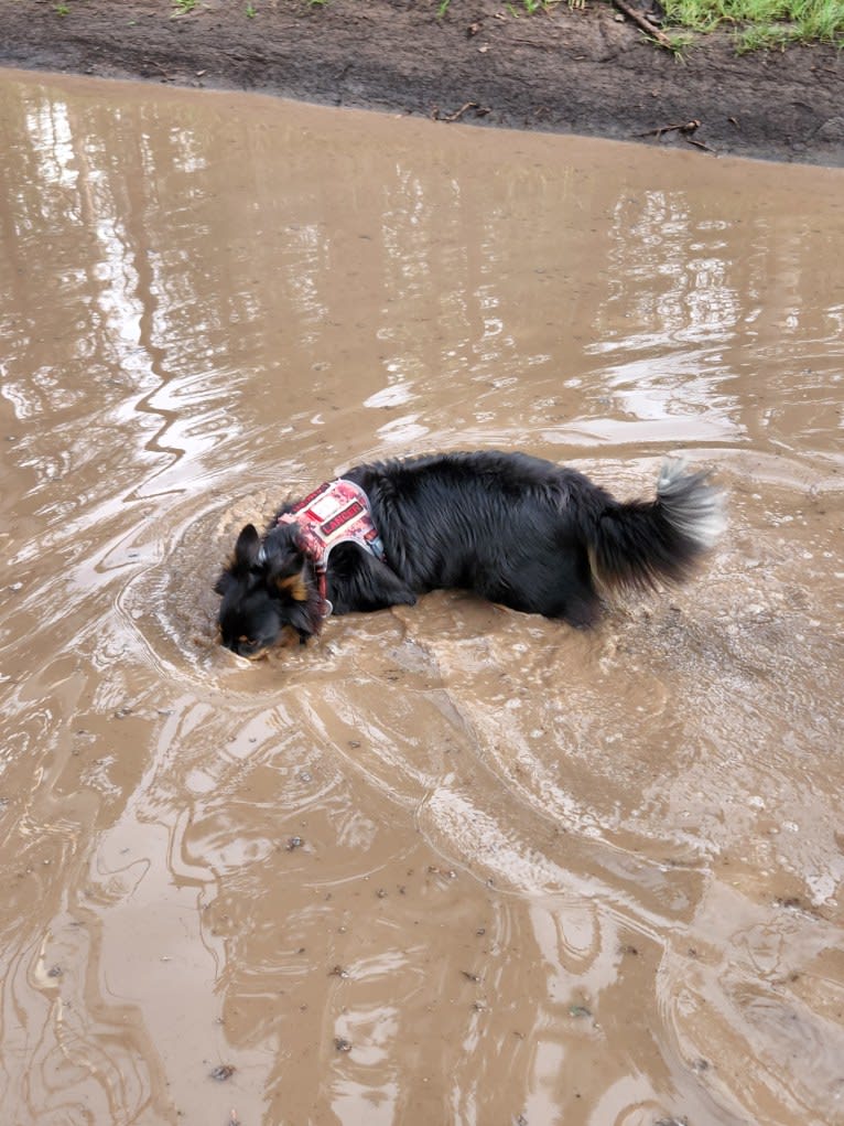 Lancer, an Australian Shepherd and Australian Cattle Dog mix tested with EmbarkVet.com