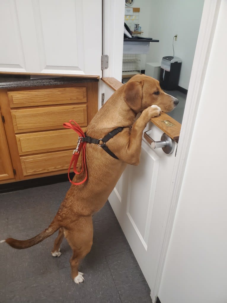 Rollo, an American Pit Bull Terrier and Labrador Retriever mix tested with EmbarkVet.com