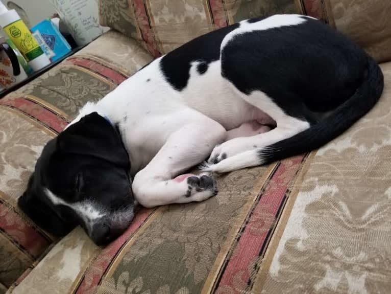 PATIENCE, a Labrador Retriever and American Pit Bull Terrier mix tested with EmbarkVet.com