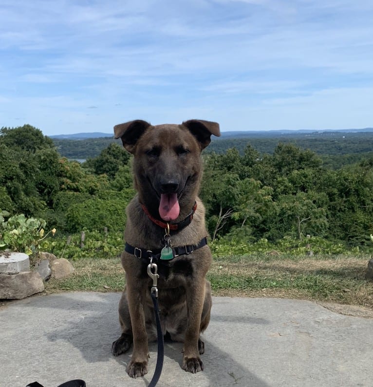 Gracie, an American Pit Bull Terrier and Labrador Retriever mix tested with EmbarkVet.com