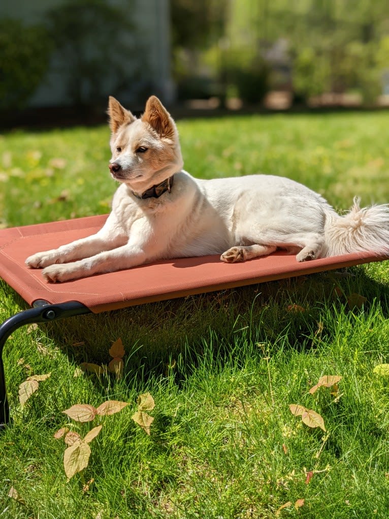 Artemis, a Japanese or Korean Village Dog tested with EmbarkVet.com