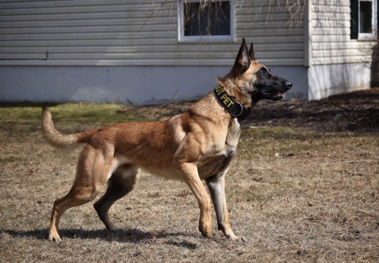 Jäger, a Belgian Malinois and German Shepherd Dog mix tested with EmbarkVet.com