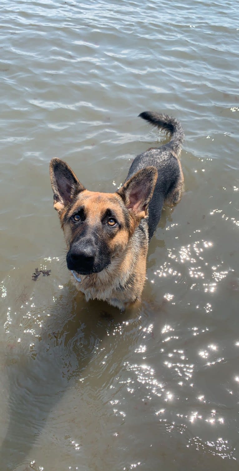 Jonas, a German Shepherd Dog tested with EmbarkVet.com