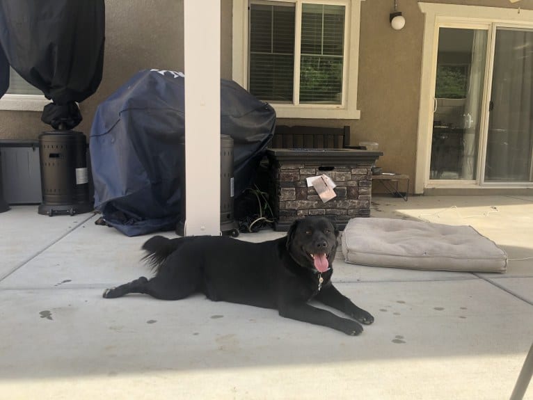 Sadie Sesma, an American Bully and German Shepherd Dog mix tested with EmbarkVet.com