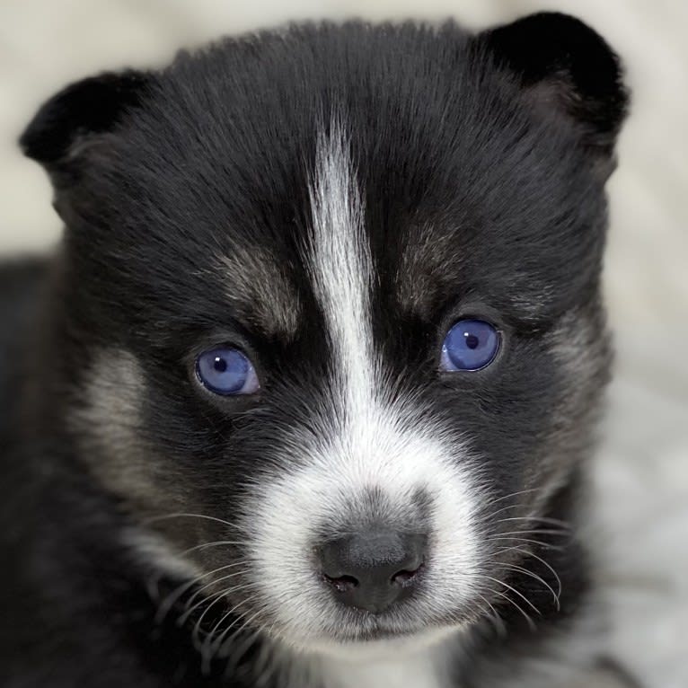 LUNA, a Pomsky tested with EmbarkVet.com