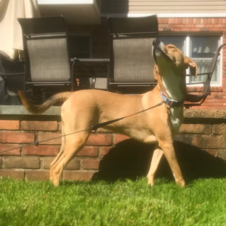 Dixie, a Rottweiler and Redbone Coonhound mix tested with EmbarkVet.com