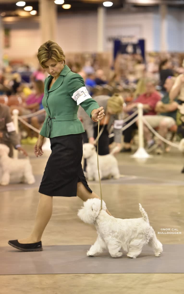 Summer, a West Highland White Terrier tested with EmbarkVet.com