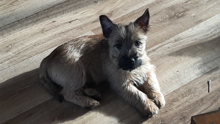 DANCER, a Cairn Terrier tested with EmbarkVet.com