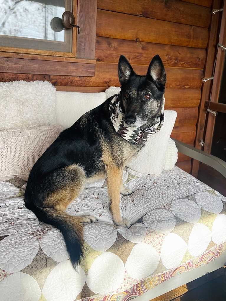 Myla, a German Shepherd Dog and Border Collie mix tested with EmbarkVet.com